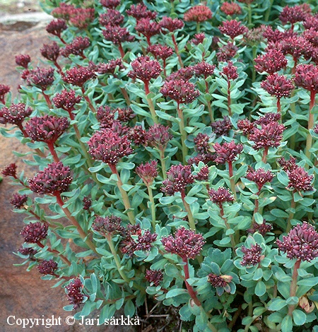  Rhodiola integrifolia atropurpurea